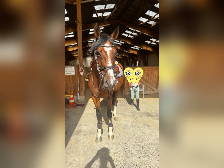 Caballo de deporte alemán Yegua 12 años 165 cm Castaño in Petersberg