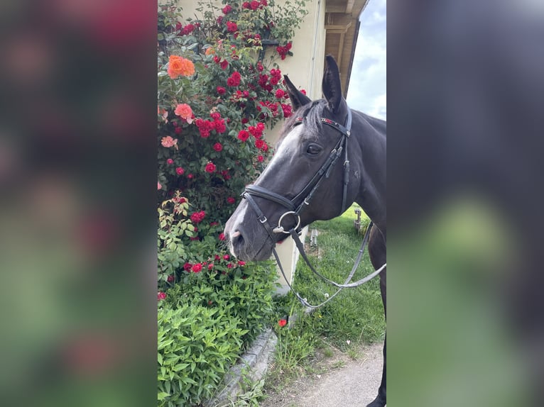 Caballo de deporte alemán Yegua 12 años 165 cm Morcillo in Schweitenkirchen