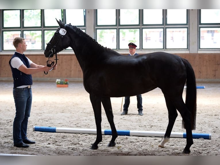 Caballo de deporte alemán Yegua 12 años 165 cm Morcillo in Schweitenkirchen