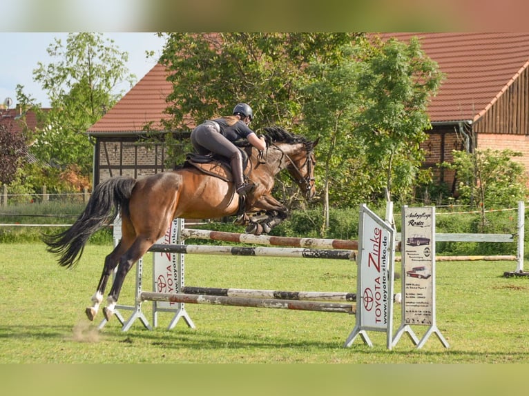 Caballo de deporte alemán Yegua 12 años 166 cm Castaño in Breddin