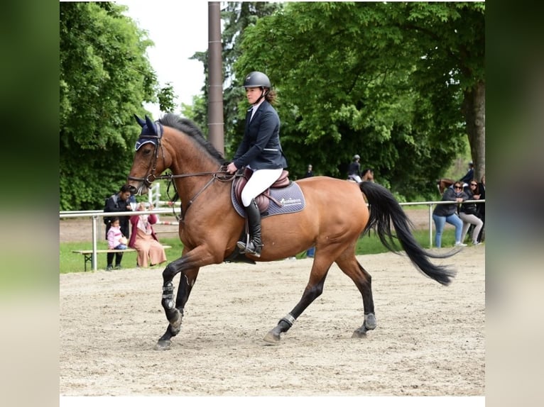 Caballo de deporte alemán Yegua 12 años 166 cm Castaño in Eppelheim