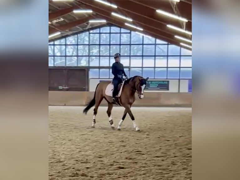 Caballo de deporte alemán Yegua 12 años 166 cm Castaño claro in Bielefeld