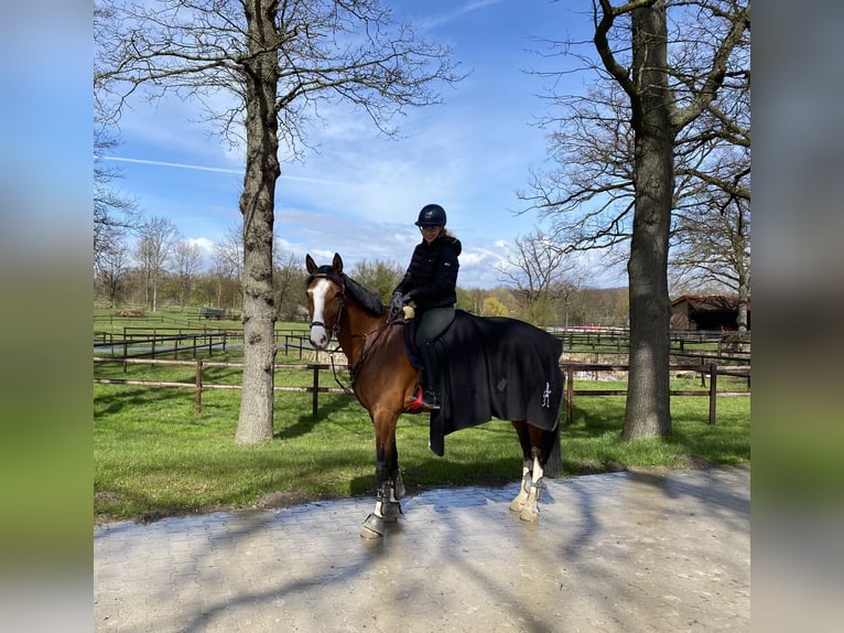 Caballo de deporte alemán Yegua 12 años 166 cm Castaño claro in Bielefeld