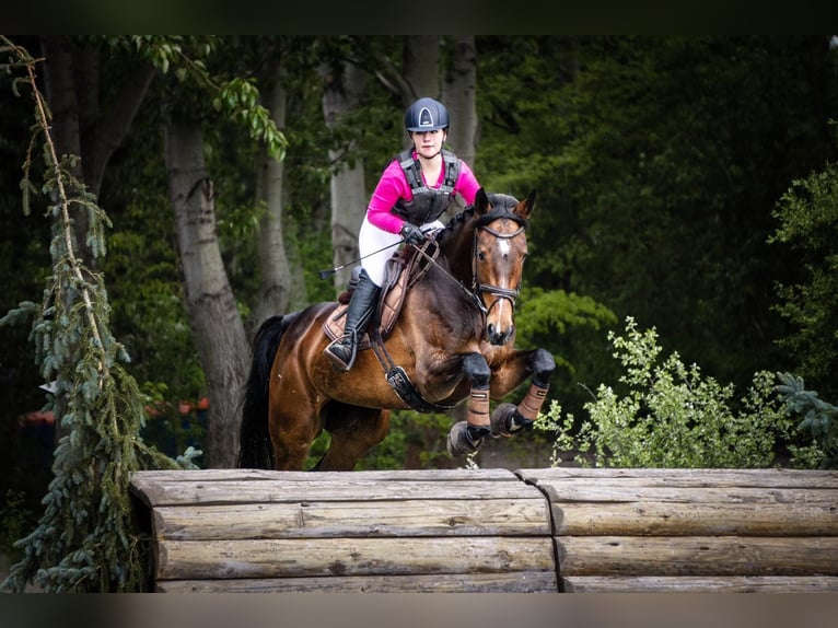 Caballo de deporte alemán Yegua 12 años 166 cm Castaño oscuro in Breddin