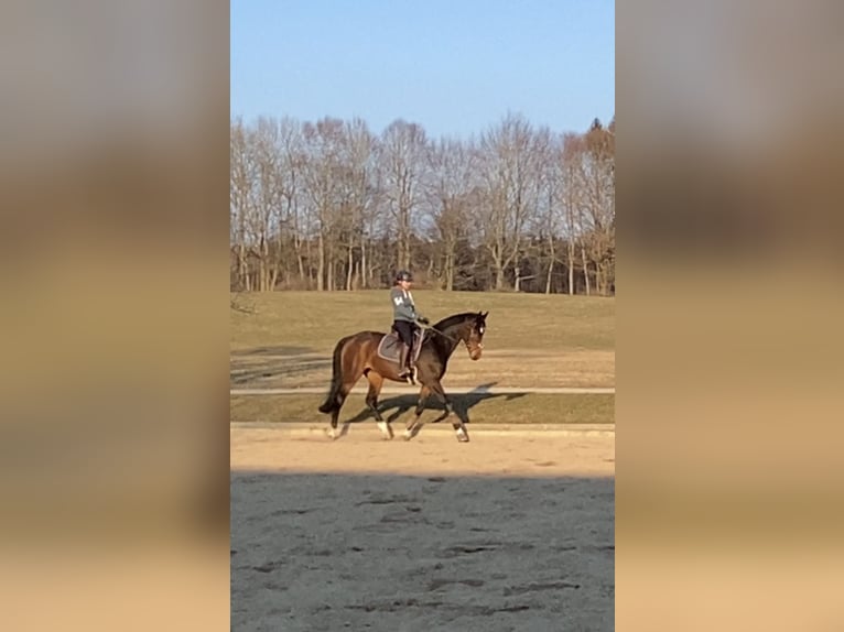 Caballo de deporte alemán Yegua 12 años 166 cm Castaño oscuro in Breddin