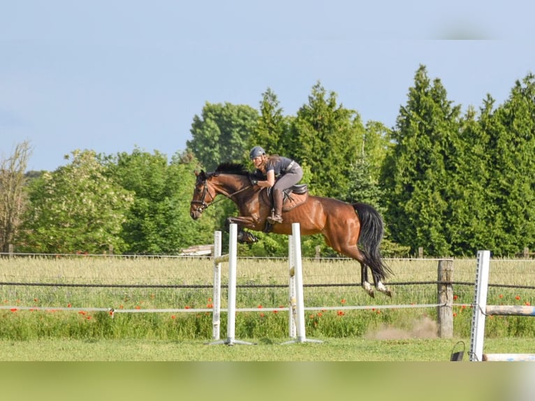 Caballo de deporte alemán Yegua 12 años 166 cm Castaño oscuro in Breddin