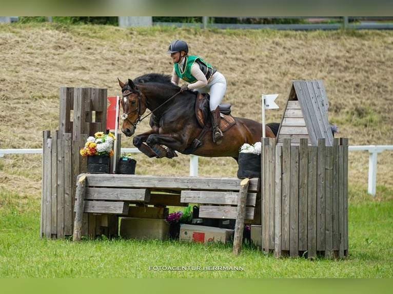 Caballo de deporte alemán Yegua 12 años 166 cm Castaño oscuro in Breddin