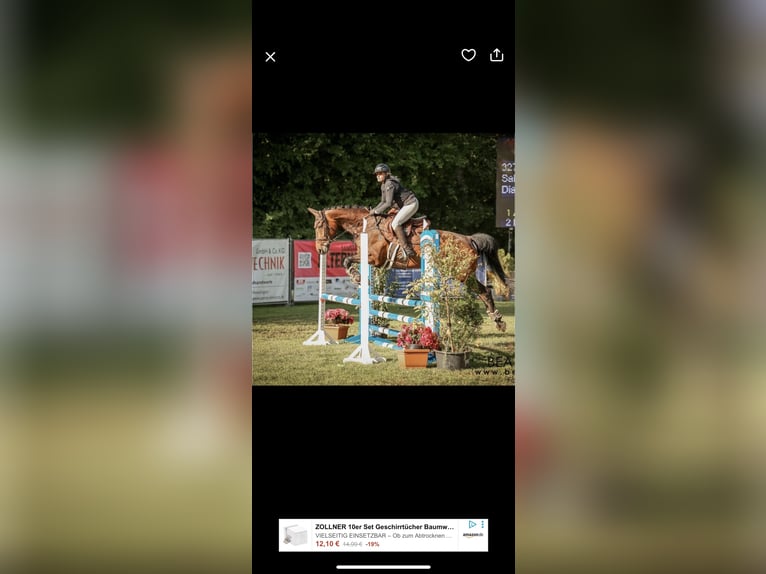 Caballo de deporte alemán Yegua 12 años 167 cm Castaño in Ahausen