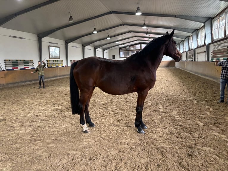 Caballo de deporte alemán Yegua 12 años 167 cm Castaño in Wächtersbach