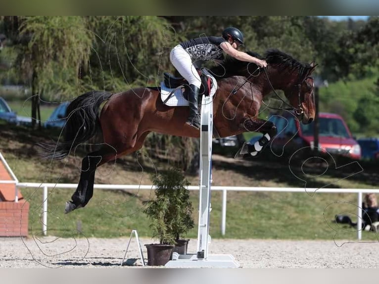 Caballo de deporte alemán Yegua 12 años 168 cm Castaño in Kolinec