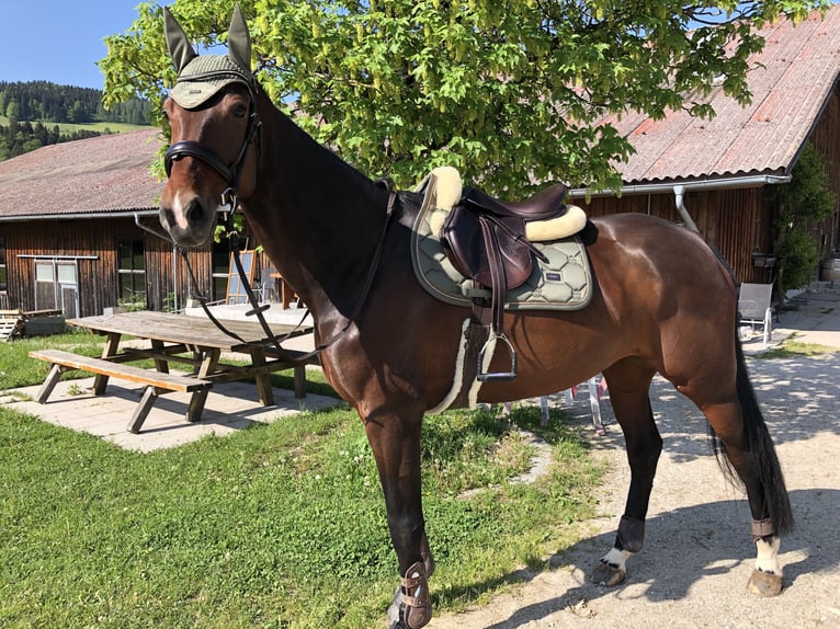 Caballo de deporte alemán Yegua 12 años 169 cm Castaño oscuro in Scharnstein