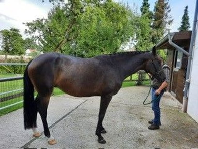 Caballo de deporte alemán Yegua 12 años 171 cm Castaño oscuro in Werther