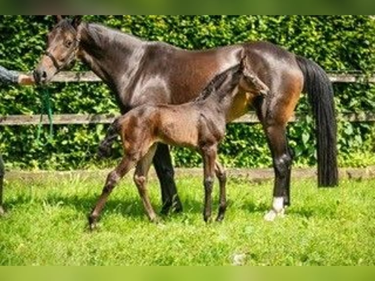 Caballo de deporte alemán Yegua 12 años 171 cm Castaño oscuro in Werther