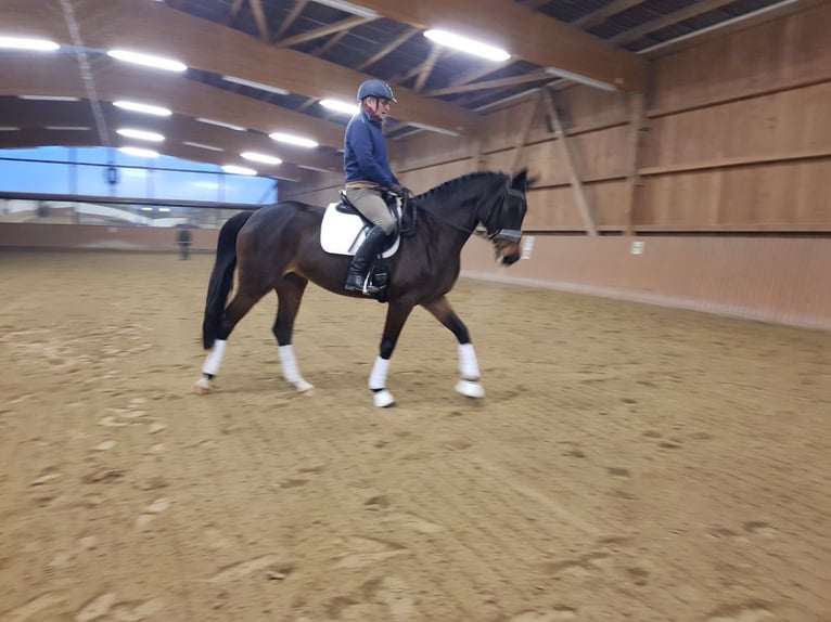 Caballo de deporte alemán Yegua 12 años 171 cm Castaño oscuro in Werther