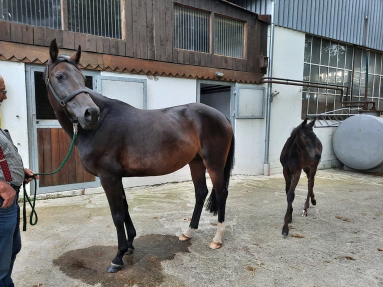 Caballo de deporte alemán Yegua 12 años 171 cm Castaño oscuro in Werther