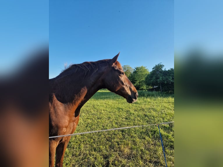 Caballo de deporte alemán Yegua 12 años 172 cm Alazán-tostado in Loburg
