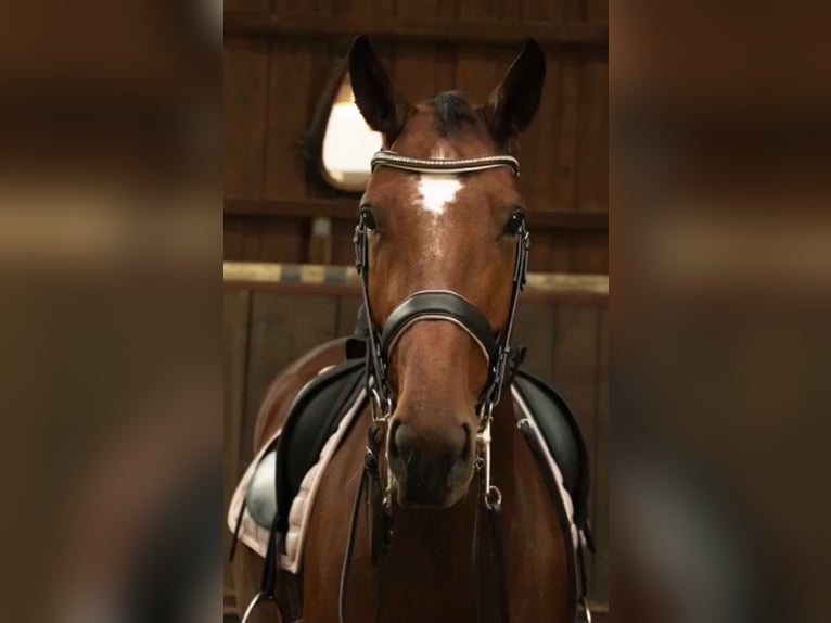 Caballo de deporte alemán Yegua 12 años 172 cm in Groß Ippener