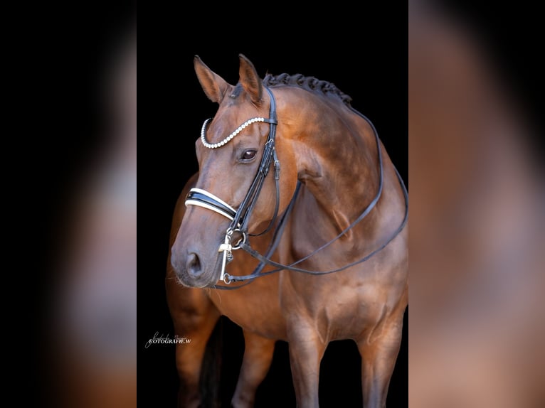 Caballo de deporte alemán Yegua 12 años 172 cm Castaño oscuro in Lehrberg