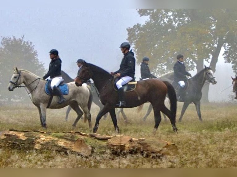 Caballo de deporte alemán Yegua 12 años 173 cm Castaño in Kalbe