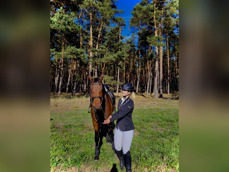 Caballo de deporte alemán Yegua 12 años 173 cm Castaño in Kalbe
