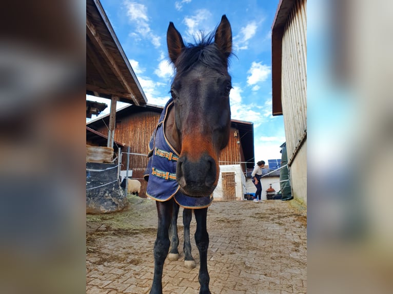 Caballo de deporte alemán Yegua 12 años 173 cm Morcillo in Grömbach