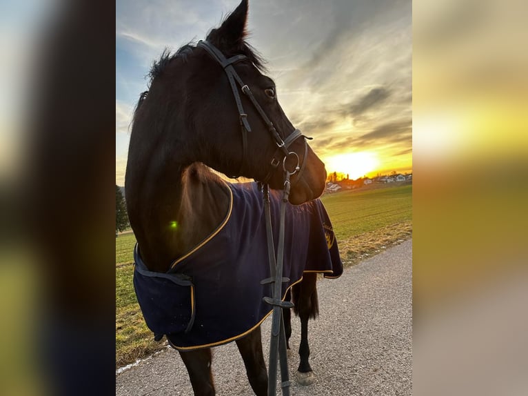 Caballo de deporte alemán Yegua 12 años 173 cm Morcillo in Grömbach