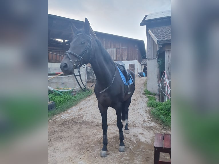 Caballo de deporte alemán Yegua 12 años 173 cm Morcillo in Grömbach