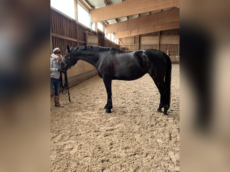 Caballo de deporte alemán Yegua 12 años 176 cm Morcillo in Ravensburg