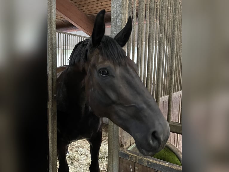 Caballo de deporte alemán Yegua 12 años 176 cm Morcillo in Ravensburg