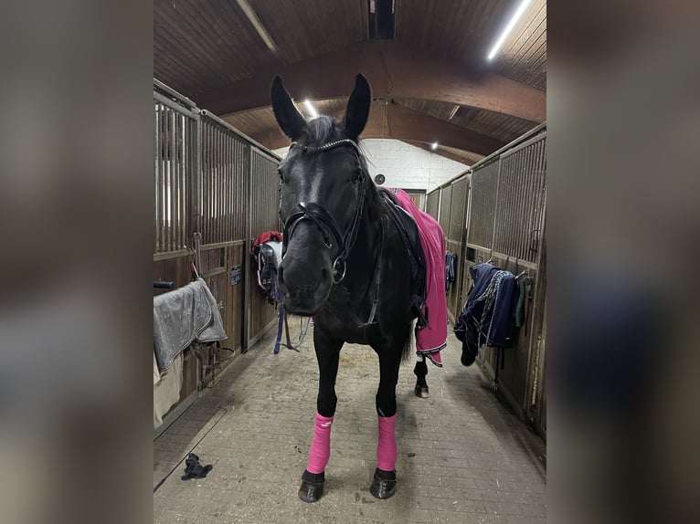 Caballo de deporte alemán Yegua 12 años 176 cm Morcillo in Ravensburg