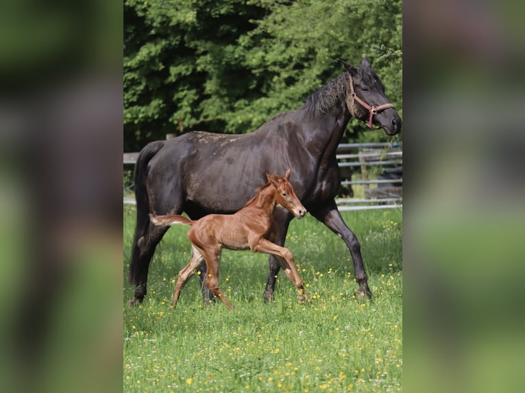 Caballo de deporte alemán Yegua 12 años 176 cm Negro in Nellingen Aichen