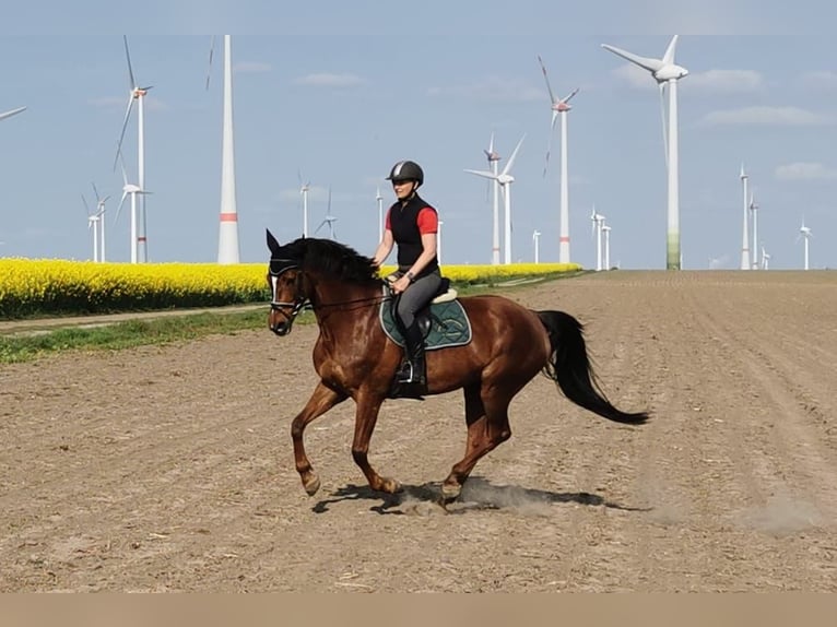 Caballo de deporte alemán Yegua 12 años Alazán in Lemwerder