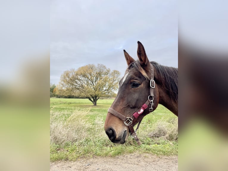 Caballo de deporte alemán Yegua 12 años Castaño in Berlin