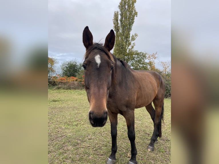 Caballo de deporte alemán Yegua 12 años Castaño in Berlin