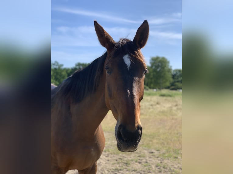 Caballo de deporte alemán Yegua 12 años Castaño in Berlin