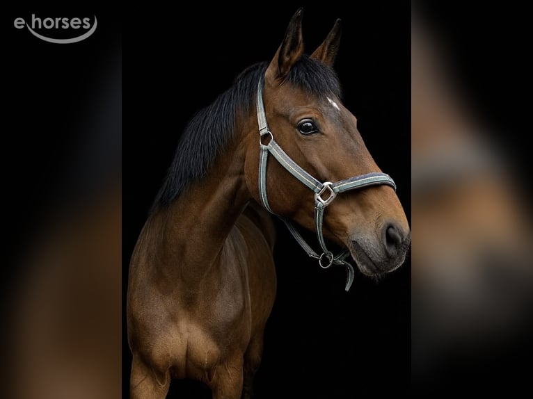 Caballo de deporte alemán Yegua 12 años Castaño in Hofstetten