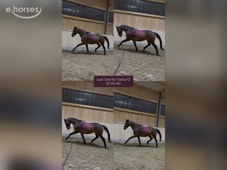 Caballo de deporte alemán Yegua 12 años Castaño in Hofstetten