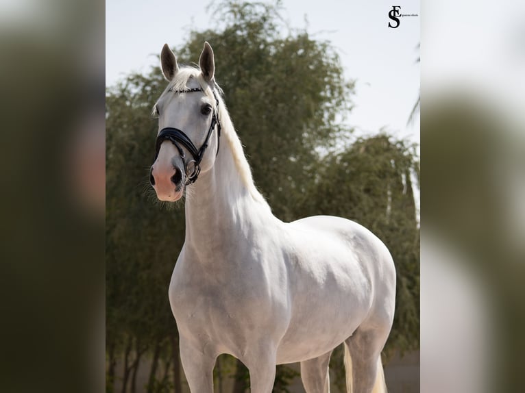 Caballo de deporte alemán Yegua 13 años 163 cm White/Blanco in Dubai