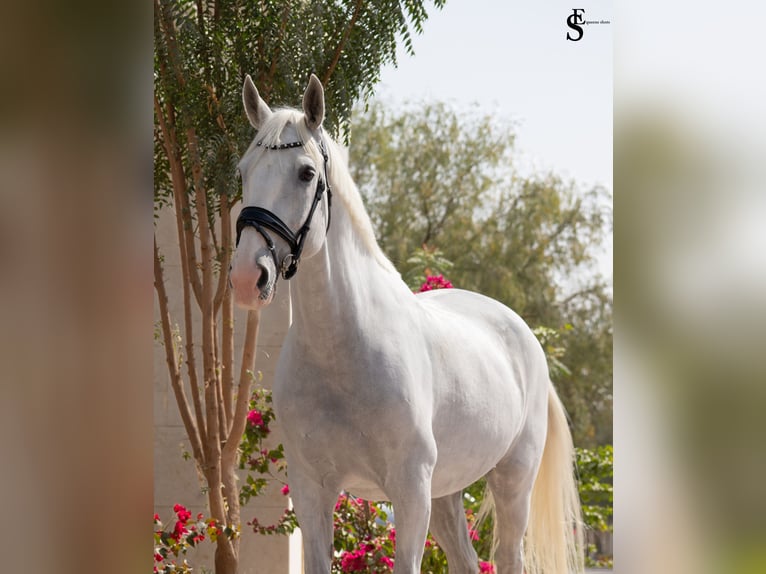 Caballo de deporte alemán Yegua 13 años 163 cm White/Blanco in Dubai