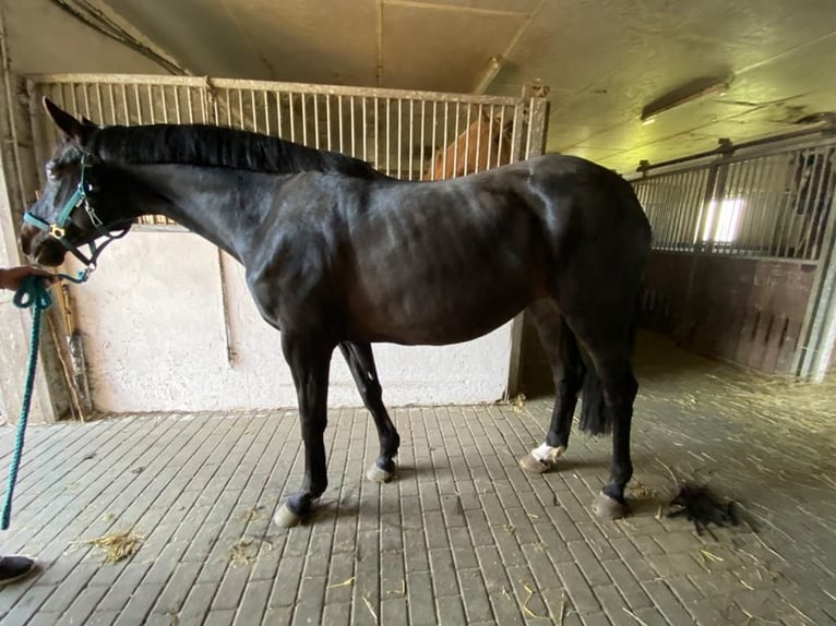 Caballo de deporte alemán Yegua 13 años 164 cm Morcillo in Neukirchen (Hansestadt Seehausen