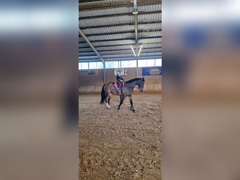 Caballo de deporte alemán Yegua 13 años 165 cm Castaño in Oechlitz