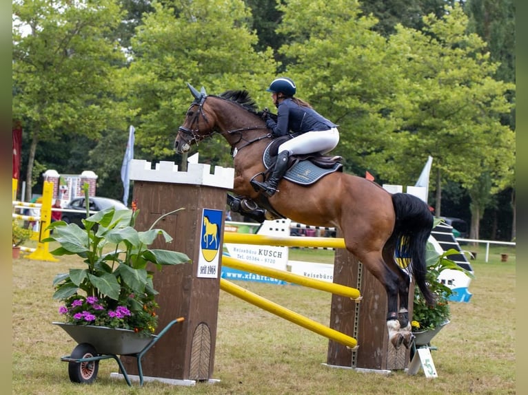 Caballo de deporte alemán Yegua 13 años 165 cm Castaño in Oechlitz