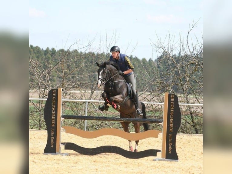 Caballo de deporte alemán Yegua 13 años 166 cm Negro in Burgthann