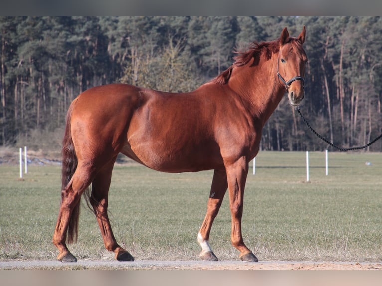 Caballo de deporte alemán Yegua 13 años 168 cm Alazán in Wilhermsdorf