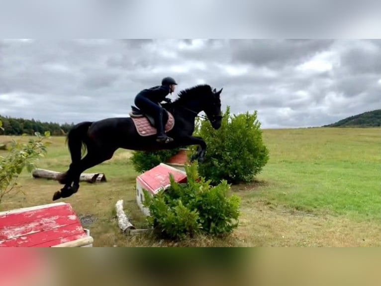 Caballo de deporte alemán Yegua 13 años 168 cm Castaño oscuro in Dortmund