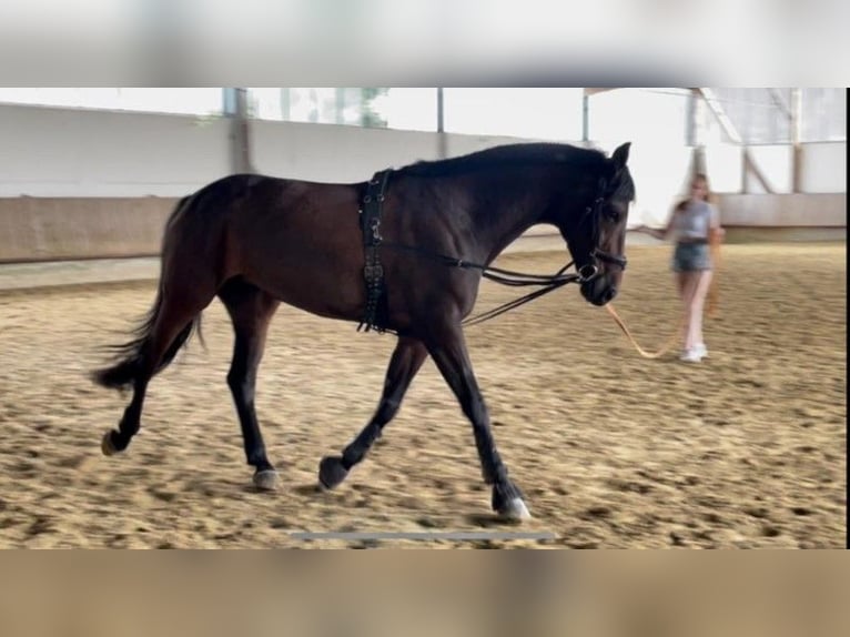 Caballo de deporte alemán Yegua 13 años 168 cm Castaño oscuro in Dortmund