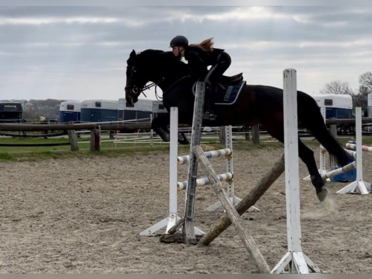 Caballo de deporte alemán Yegua 13 años 168 cm Castaño oscuro in Dortmund