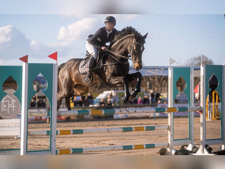 Caballo de deporte alemán Yegua 13 años 168 cm Castaño oscuro in Menden