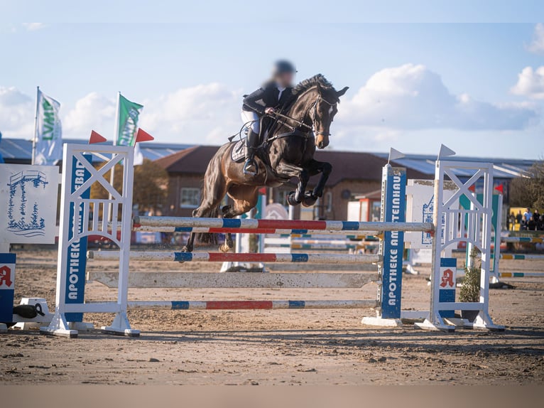 Caballo de deporte alemán Yegua 13 años 168 cm Castaño oscuro in Menden