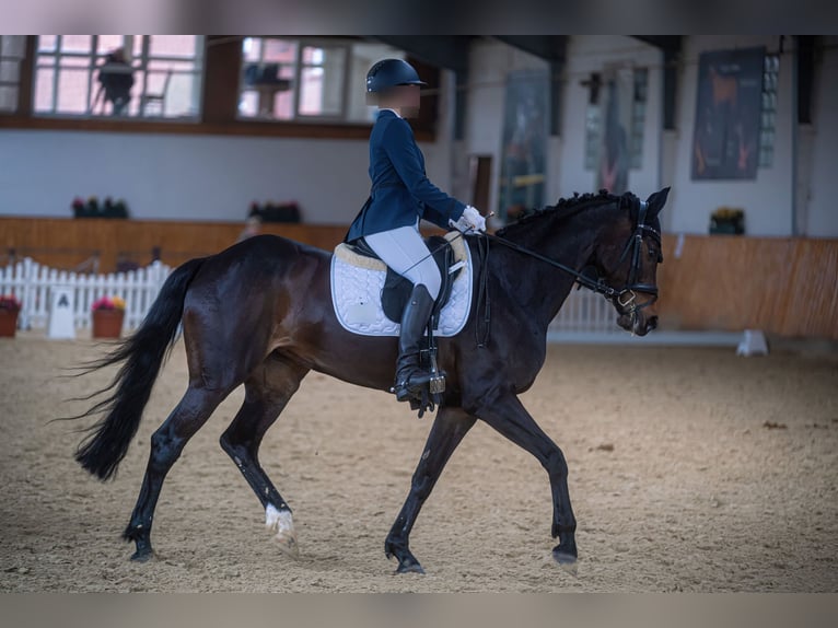 Caballo de deporte alemán Yegua 13 años 168 cm Castaño oscuro in Menden